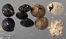 SEED